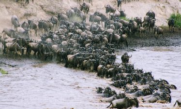 Top 6  Masai Mara Safari Tours