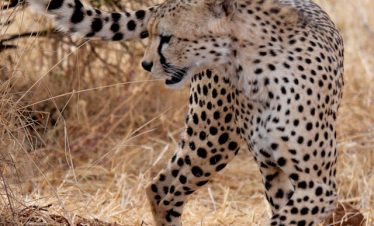 ganda Kenya Wildlife Safari 2025 – Gorilla Trekking and Big Five Tour across East Africa