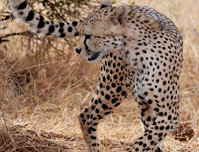 ganda Kenya Wildlife Safari 2025 – Gorilla Trekking and Big Five Tour across East Africa