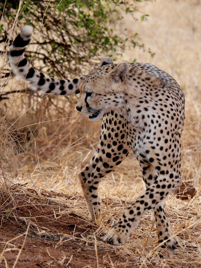ganda Kenya Wildlife Safari 2025 – Gorilla Trekking and Big Five Tour across East Africa