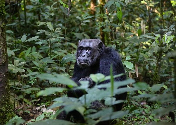 Uganda Safari Holidays