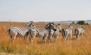 Ultimate Guide to Kenya Affordable Safari Tours
