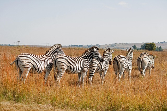 Ultimate Guide to Kenya Affordable Safari Tours