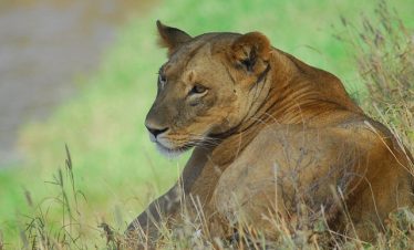 Ultimate Guide to Kenya Camping Safaris