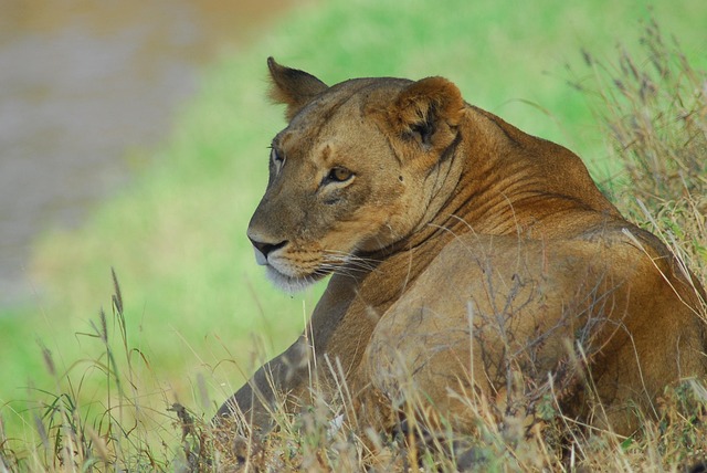 Ultimate Guide to Kenya Camping Safaris
