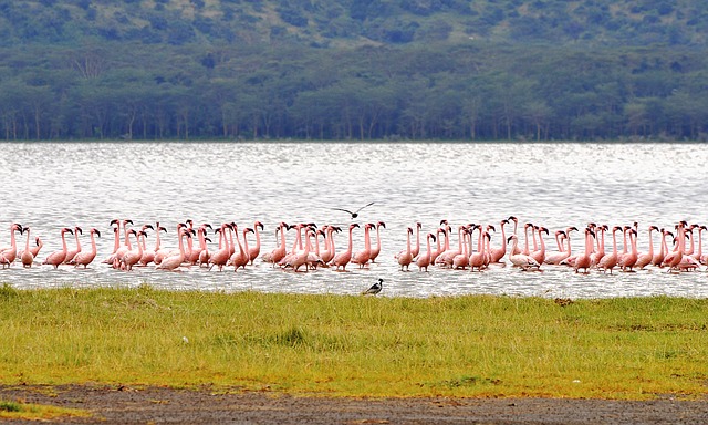 Ultimate Guide to Kenya Family Safari Tour