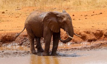 Ultimate Guide to Kenya Lodge Safaris