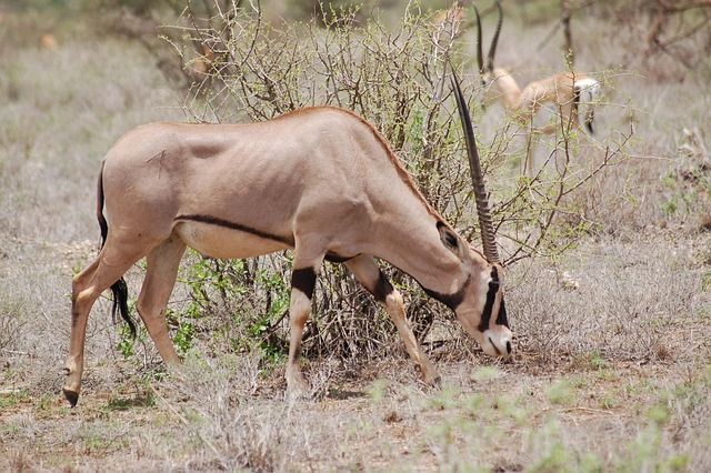 Ultimate Guide to Kenya Luxury Safari Tour