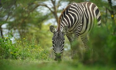 Ultimate Guide to Kenya Park Safari Tour