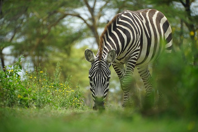 Ultimate Guide to Kenya Park Safari Tour