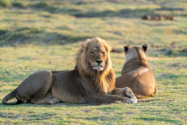Ultimate Guide to Kenya Safari Holidays
