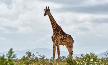 Ultimate Guide to Kenya Safari Packages
