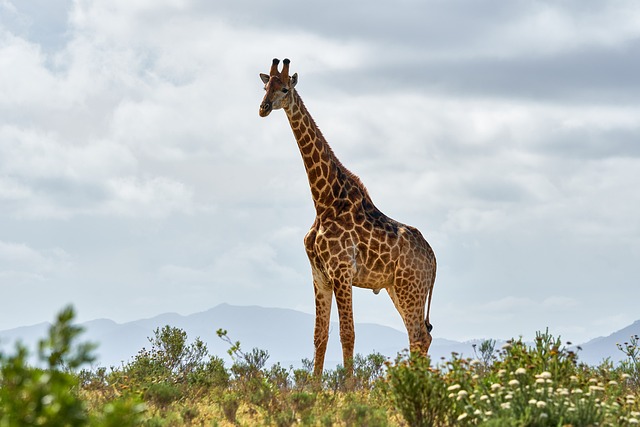 Ultimate Guide to Kenya Safari Packages