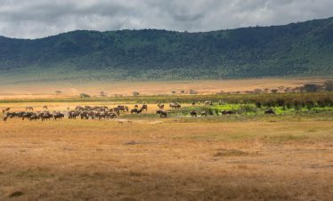 Unforgettable Masai Mara Safari Packages & Tours