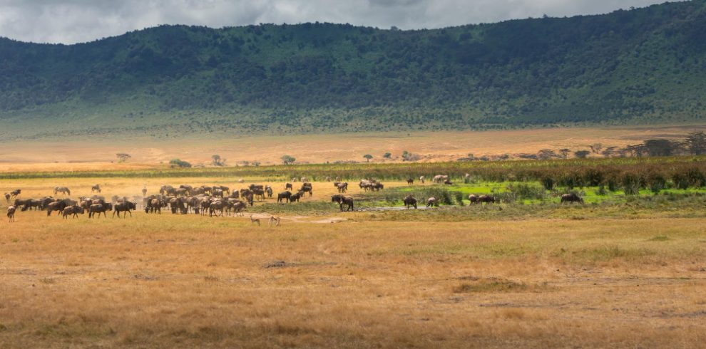 Unforgettable Masai Mara Safari Packages & Tours