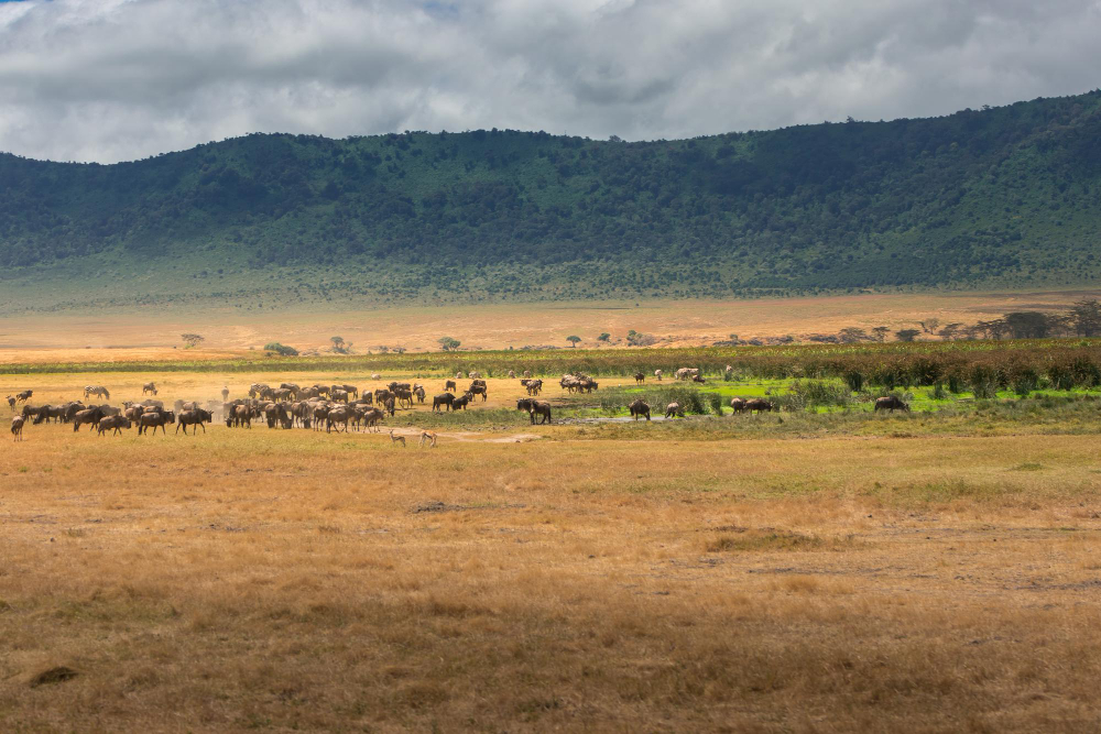 Unforgettable Masai Mara Safari Packages & Tours