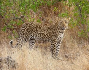 Wildlife You Can Expect on This Masai Mara Migration Safari