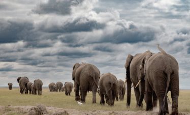 Ol Pejeta Safari Tour from Nairobi 2025–2027
