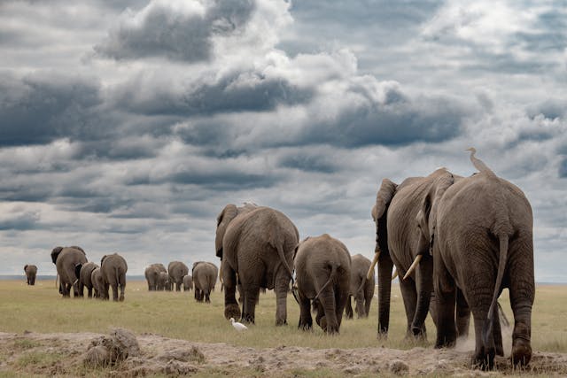 Ol Pejeta Safari Tour from Nairobi 2025–2027