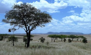 10 Days Kenya Tanzania Family Budget Safari