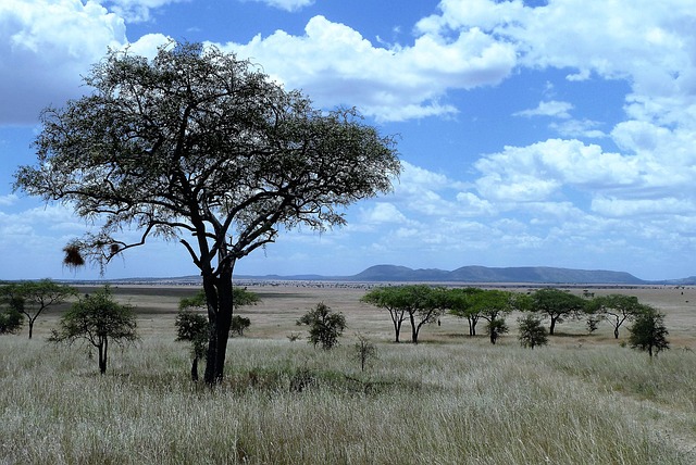 10 Days Kenya Tanzania Family Budget Safari