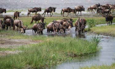 10 Days Kenya Tanzania Migration Budget Tour