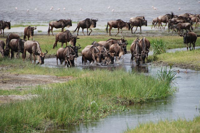 10 Days Kenya Tanzania Migration Budget Tour