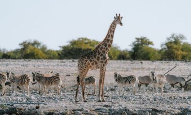 10-day Kenya and Tanzania group safari tour