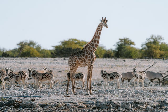 10-day Kenya and Tanzania group safari tour