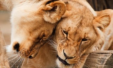 11 Days Kenya Tanzania Budget Group Safari Tour