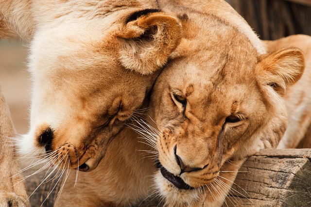 11 Days Kenya Tanzania Budget Group Safari Tour
