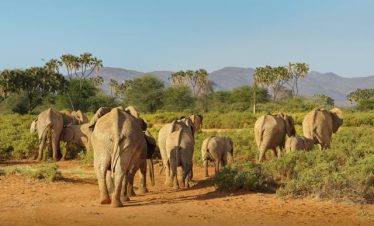 11 Days Tanzania Kenya Camping Safaris