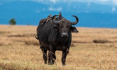 12 Days Kenya Tanzania Migration Group Tour