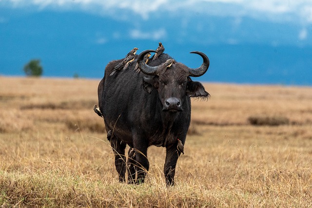 12 Days Kenya Tanzania Migration Group Tour