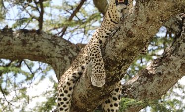 14 Days Kenya Tanzania Budget Group Tour