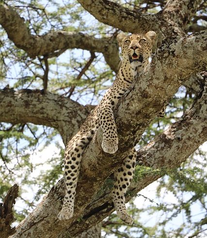 14 Days Kenya Tanzania Budget Group Tour