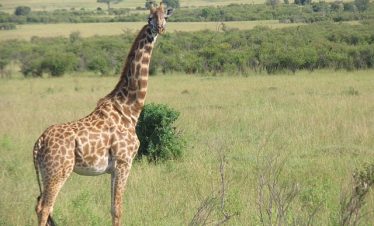 6 Days Masai Mara Serengeti Budget Tour