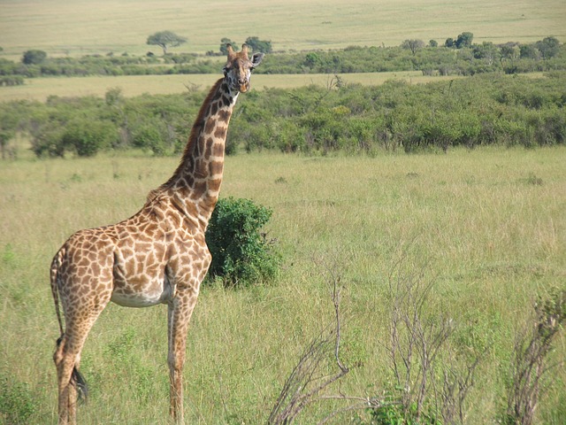 6 Days Masai Mara Serengeti Budget Tour