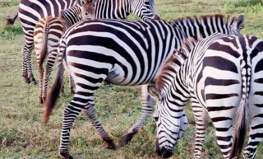 7 Days Mara, Serengeti & Ngorongoro Budget Safari