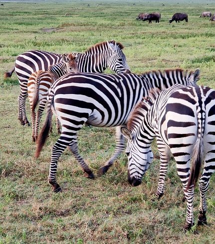 7 Days Mara, Serengeti & Ngorongoro Budget Safari