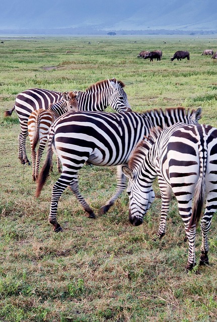 7 Days Mara, Serengeti & Ngorongoro Budget Safari