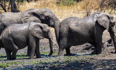 7 Days Nakuru, Mara & Serengeti Budget Safari