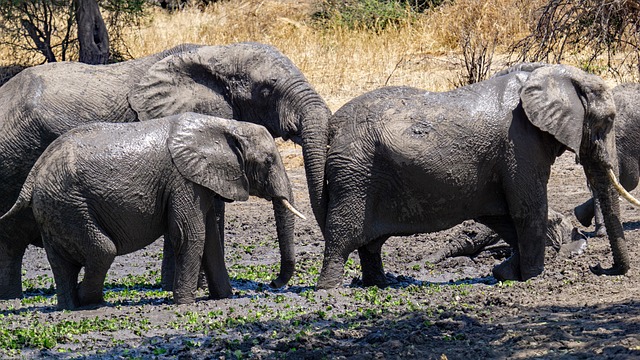 7 Days Nakuru, Mara & Serengeti Budget Safari