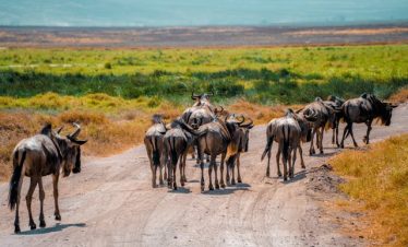 8 Days Nakuru, Mara, Serengeti, Ngorongoro & Tarangire