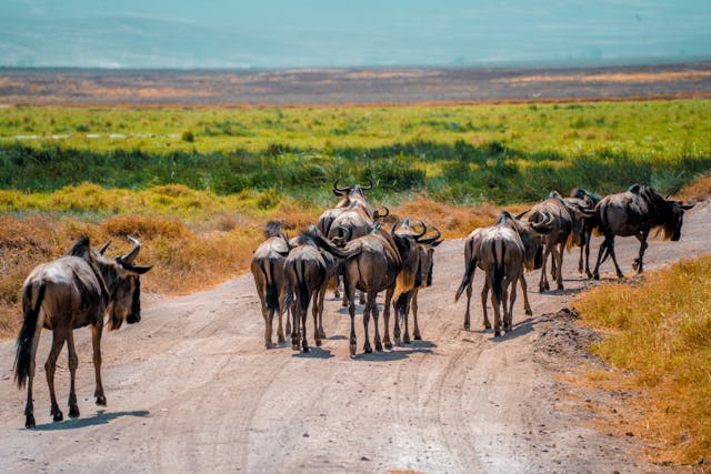 8 Days Nakuru, Mara, Serengeti, Ngorongoro & Tarangire