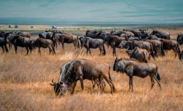 9 Days Kenya Tanzania Budget Migration Safaris