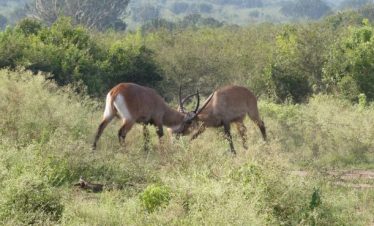 Best Time to Visit East Africa for Safari Tour