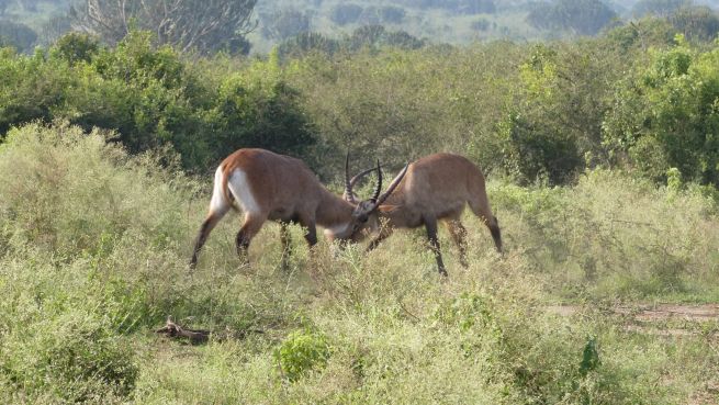 Best Time to Visit East Africa for Safari Tour