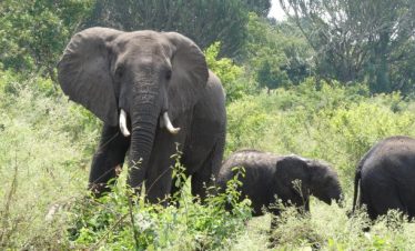 East Africa All-Inclusive Safari Tours
