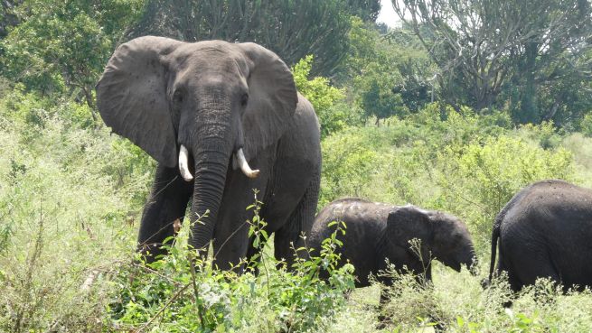 East Africa All-Inclusive Safari Tours